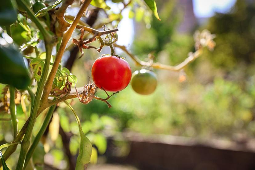 KENT BOSTANLARI İÇİN YENİ DÖNEM BAŞVURULARI BAŞLIYOR