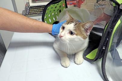 Hayvanlara yerinde tedavi