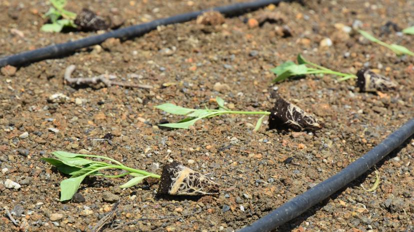 Pendik'te Ata Tohumu Dikerek Bahara Merhaba Dediler