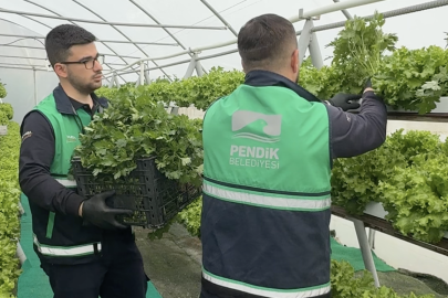 Pendik'te Topraksız Tarımla Üretiliyor, Aşeviyle Vatandaşa Ulaşıyor