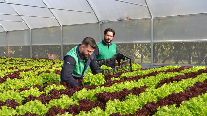 Pendik’te Topraksız Tarım Sofralara Bereket Oluyor