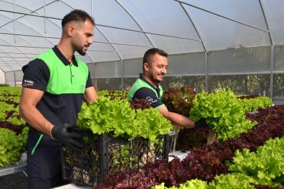 Pendik’te Topraksız Tarım Sofralara Bereket Oluyor